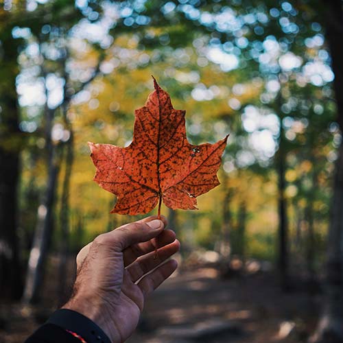 Buy Indica Flowers Online in Alberta
