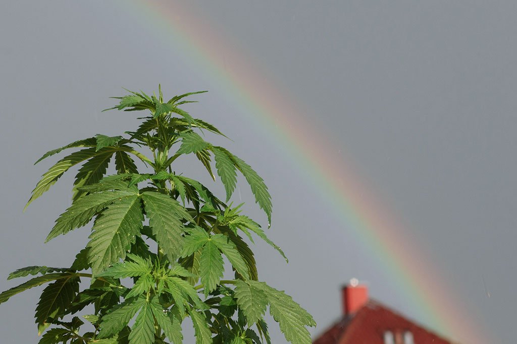 How to Order your Weed from Canada?