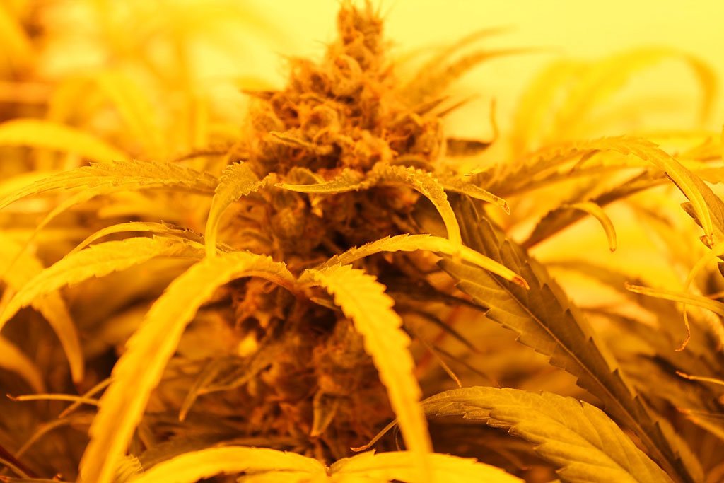 Easy and simple steps to buy organic weed online