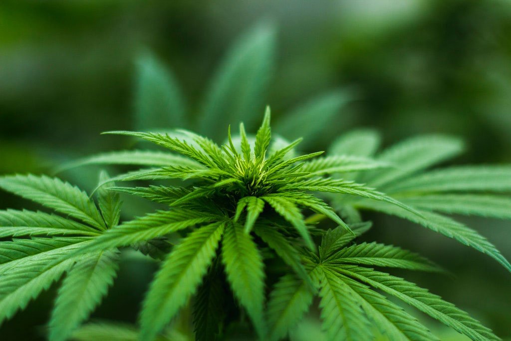 How to buy weed online and what all things are to be kept in mind?