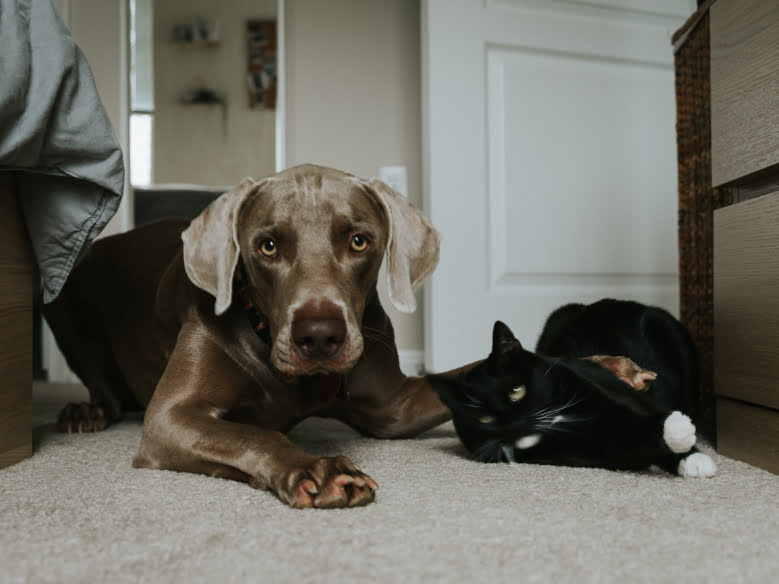 Can Cats and Dogs Benefit from CBD?