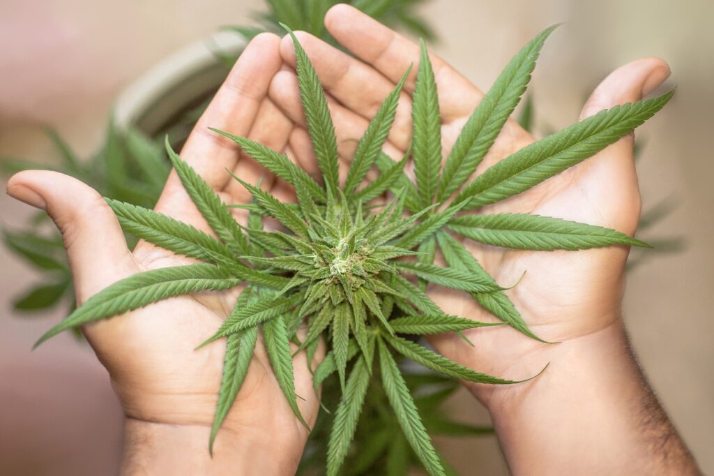 What is the Difference Between Hash and Weed?