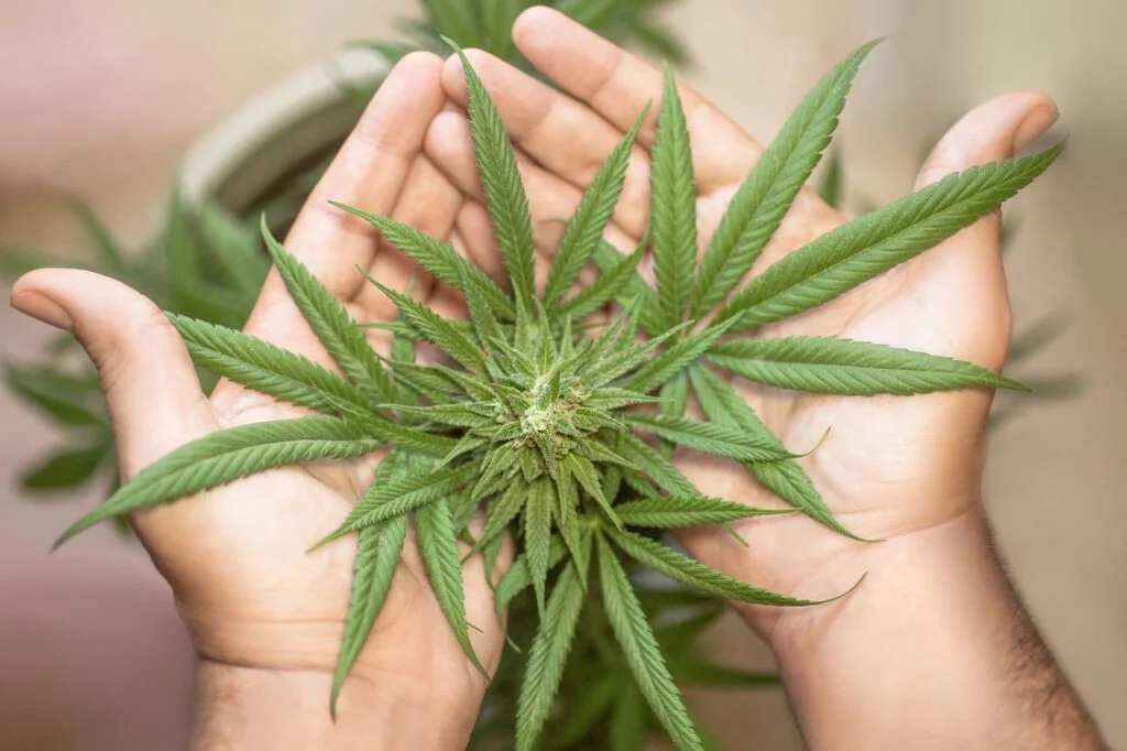What is the Difference Between Hash and Weed?
