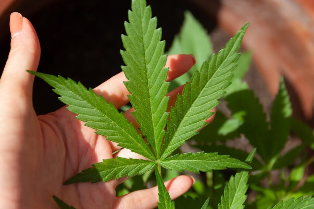How CBD is Extracted from Cannabis