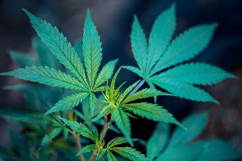 How can you find the cheap and high quality medical weed through online?
