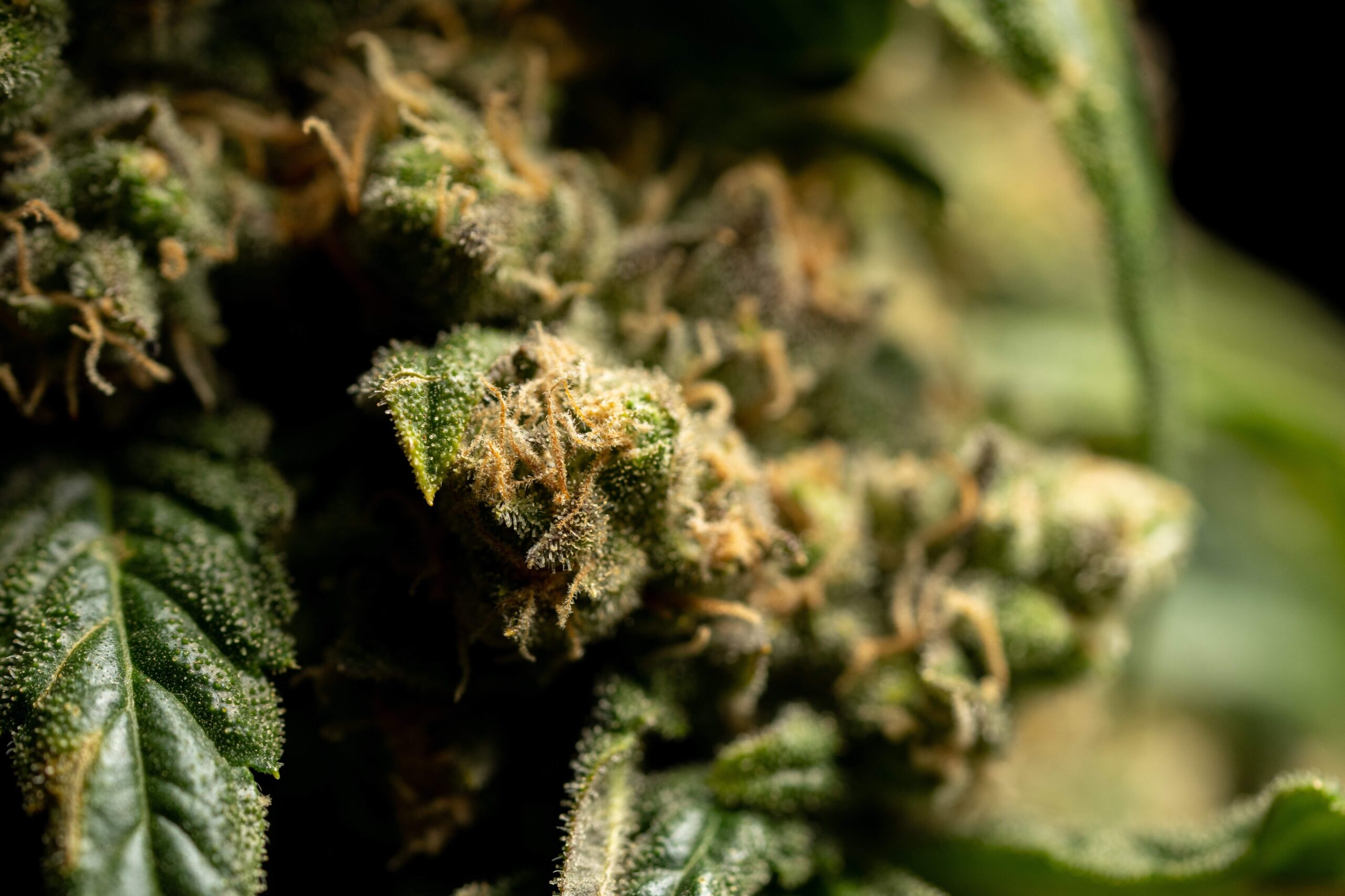 Buy Cannabis Flowers