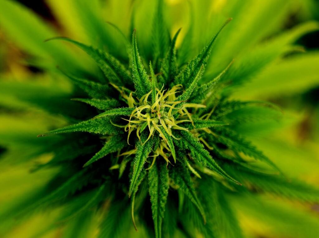Tips You Need to Check Out Before You Travel with Cannabis in Canada
