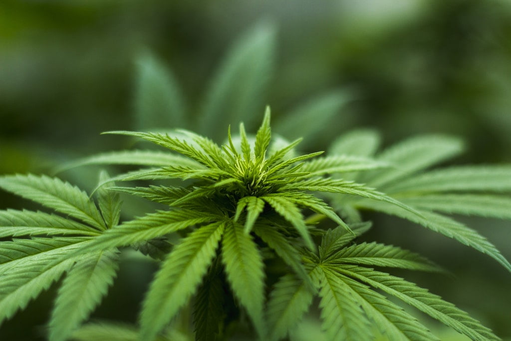 Buy weed or medical marijuana through online from the trusted store