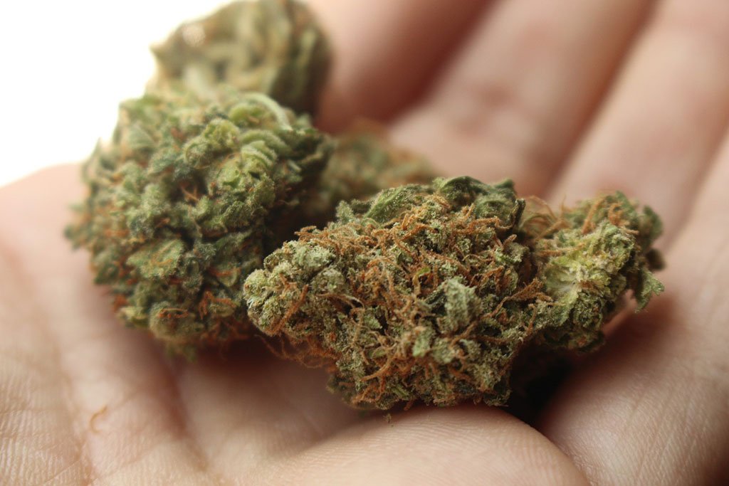 About the medical uses of the weed