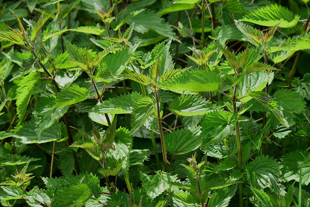 Buy AAAA Weed Online in Alberta