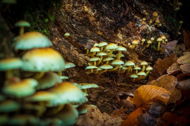 What are magic mushrooms