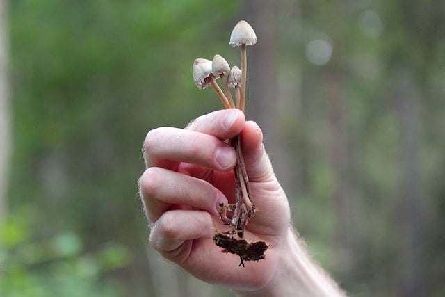 Mushroom microdose guide/Consume guide