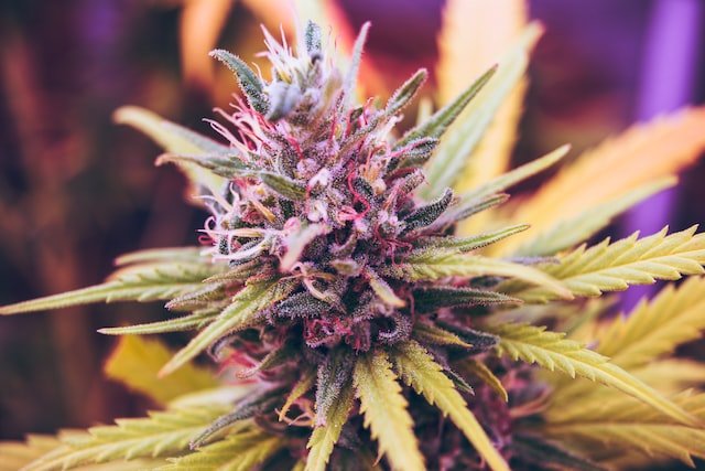 Best cannabis strains for January 2023