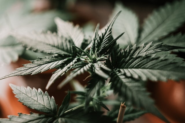 Best 5 indica strains for 2023