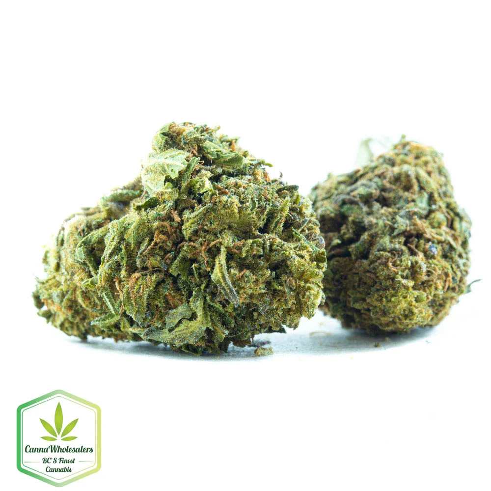 Budget Oz – Greenhouse – Triple Scoop