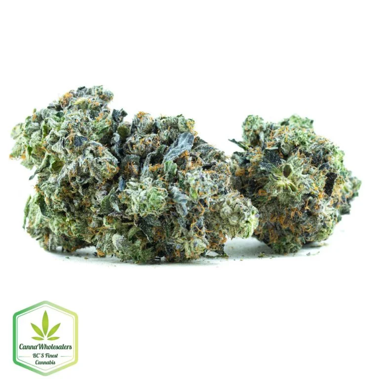 Budget Oz – Velvet Octane