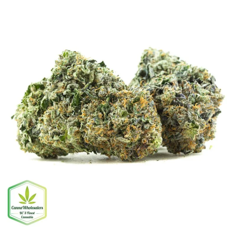 Budget Oz – King Louis