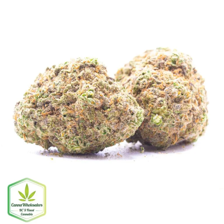 Budget Oz – Biscuits cauchemardesques