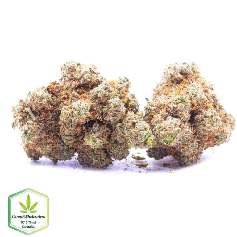 Budget Oz – Glass Apple