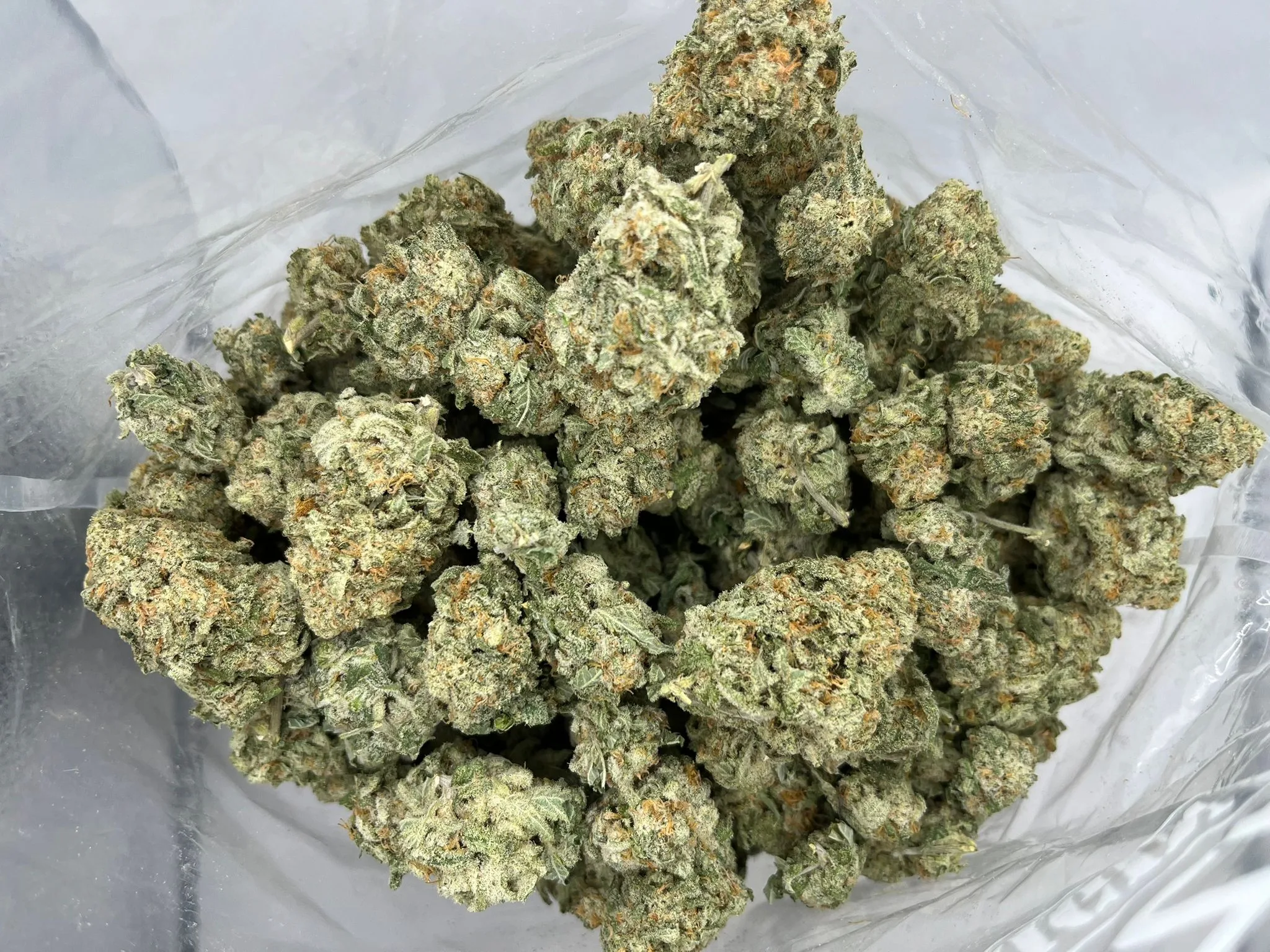 Budget Oz – Northern Lights #5