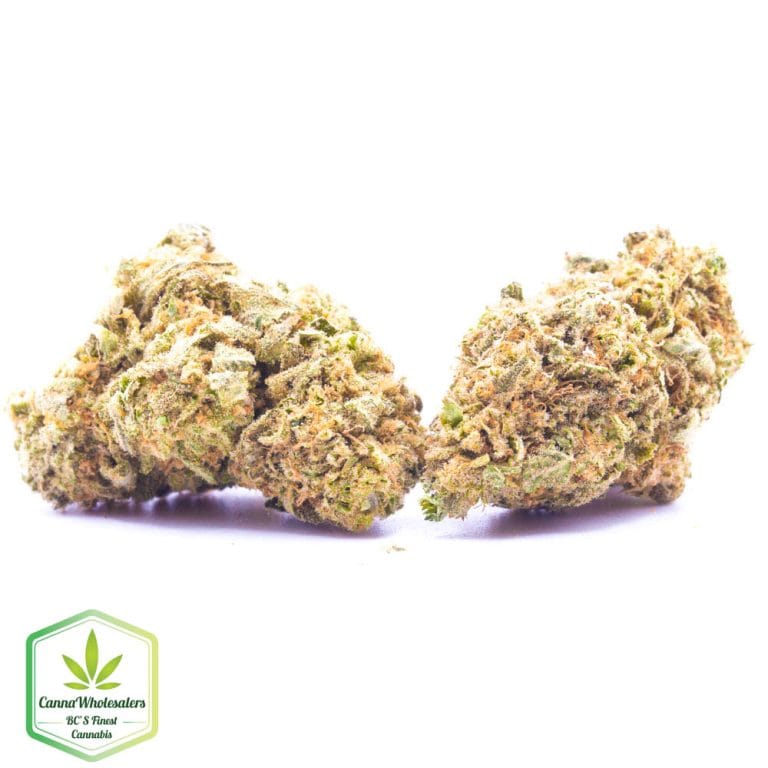 Budget Oz – Papaya