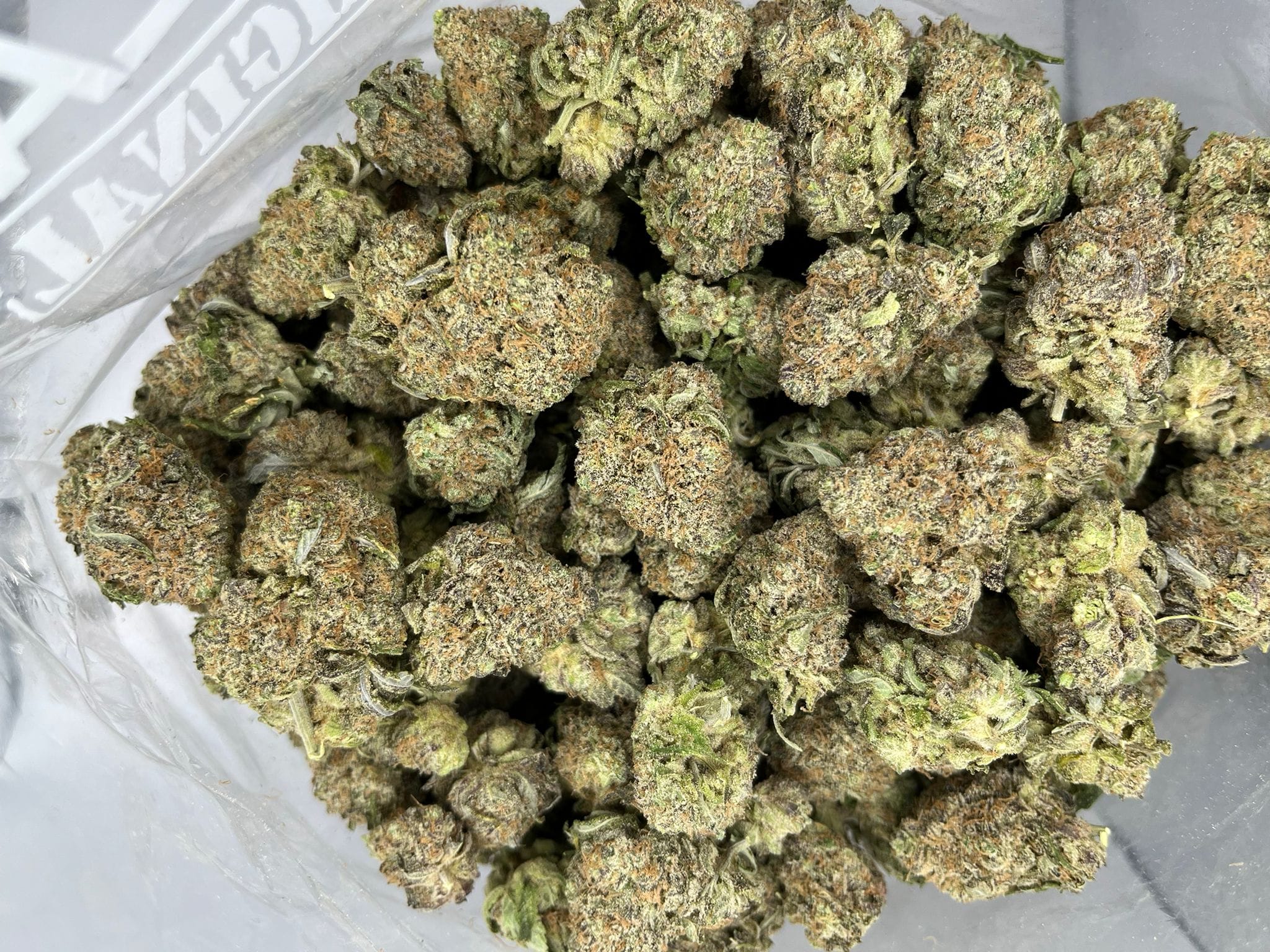 Budget Oz – Julius Caesar