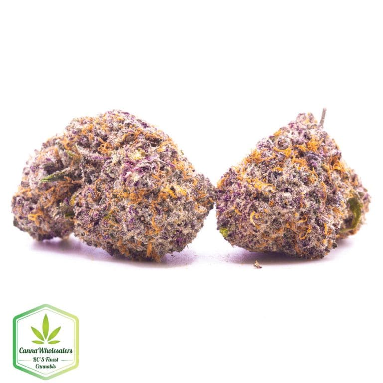 Budget Oz – Sweet Black Angel – Craft Gardens