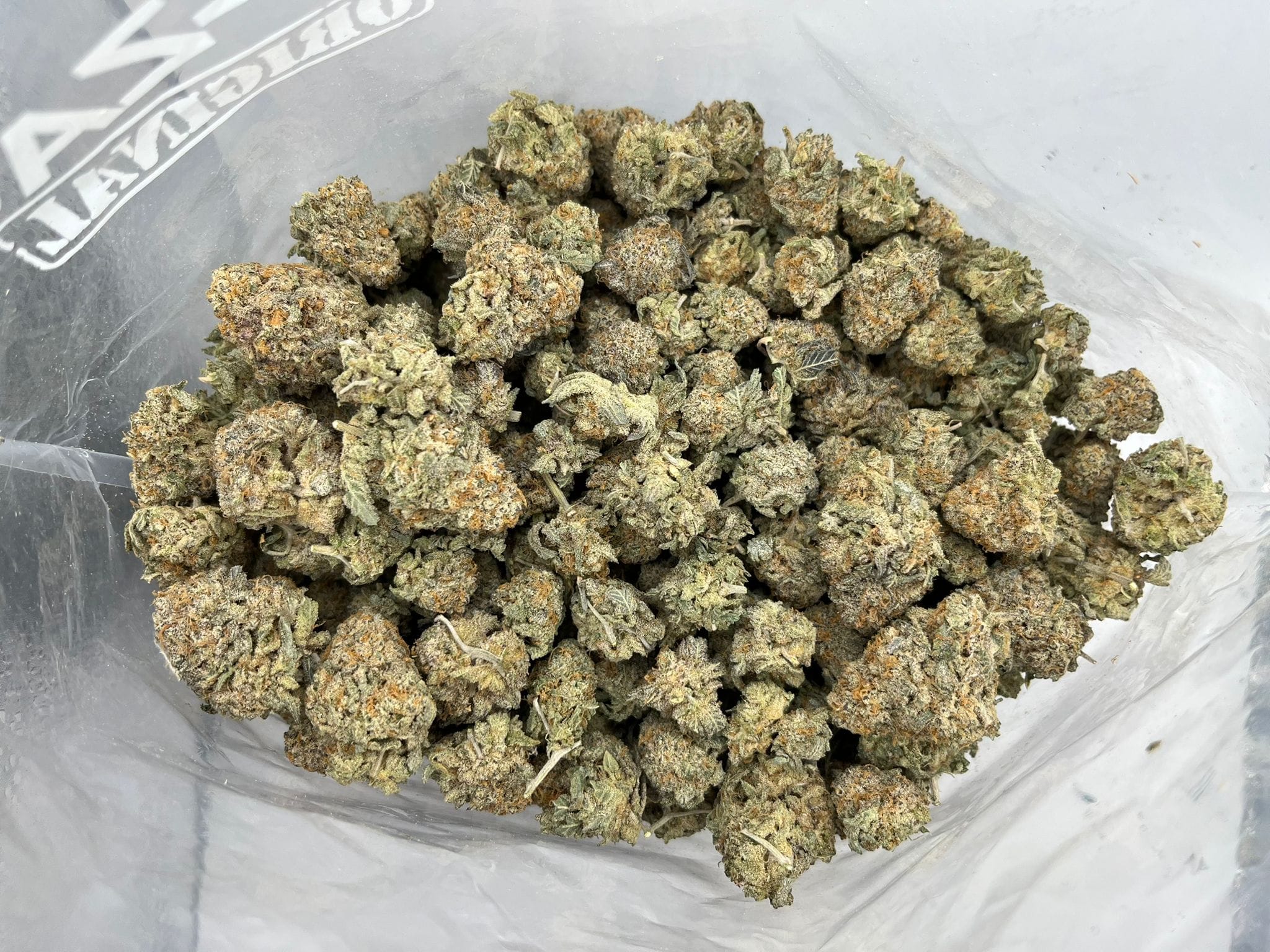 Budget Oz – Tangerine Dream