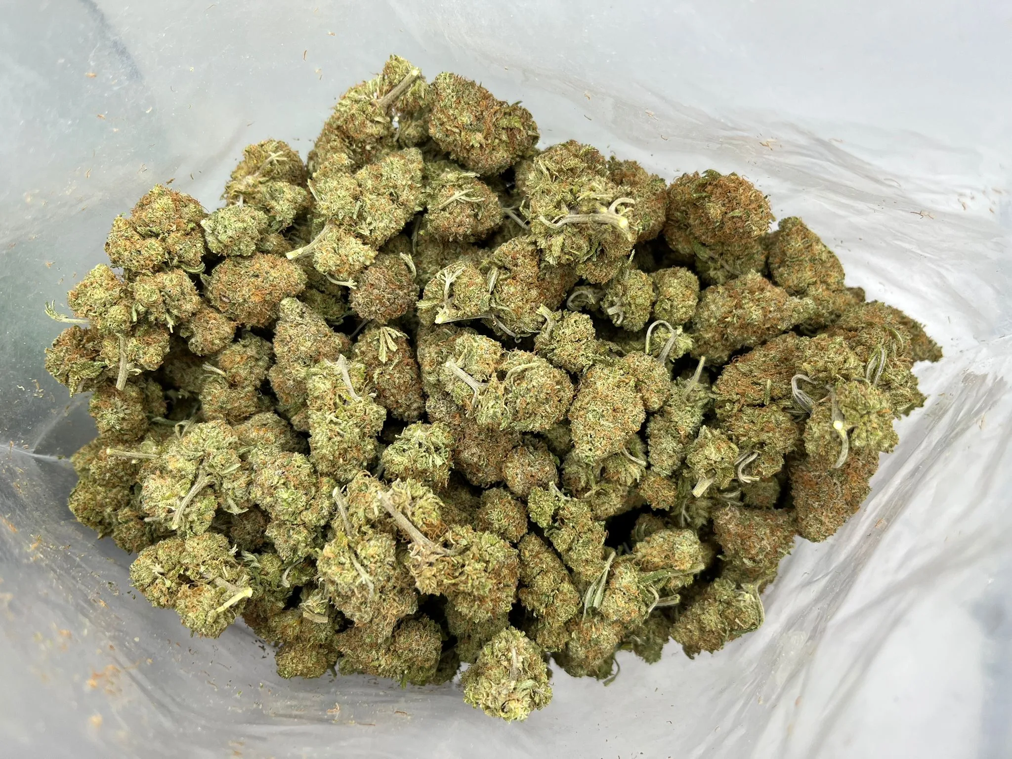 Budget Oz – Ogiesel