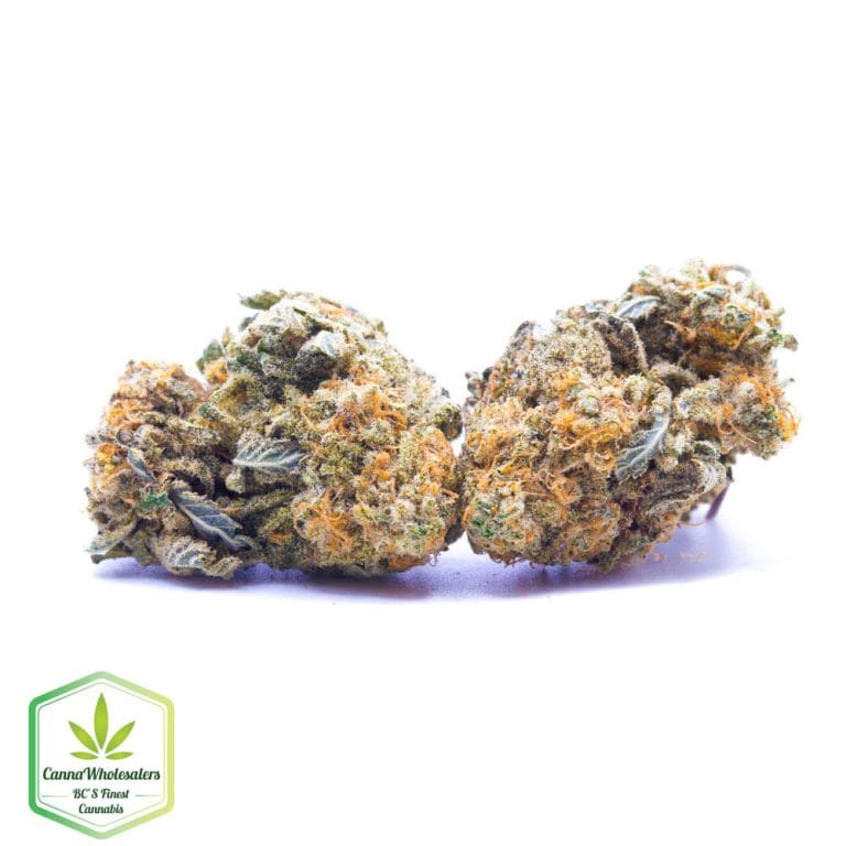 Budget Oz – Bell Ringer