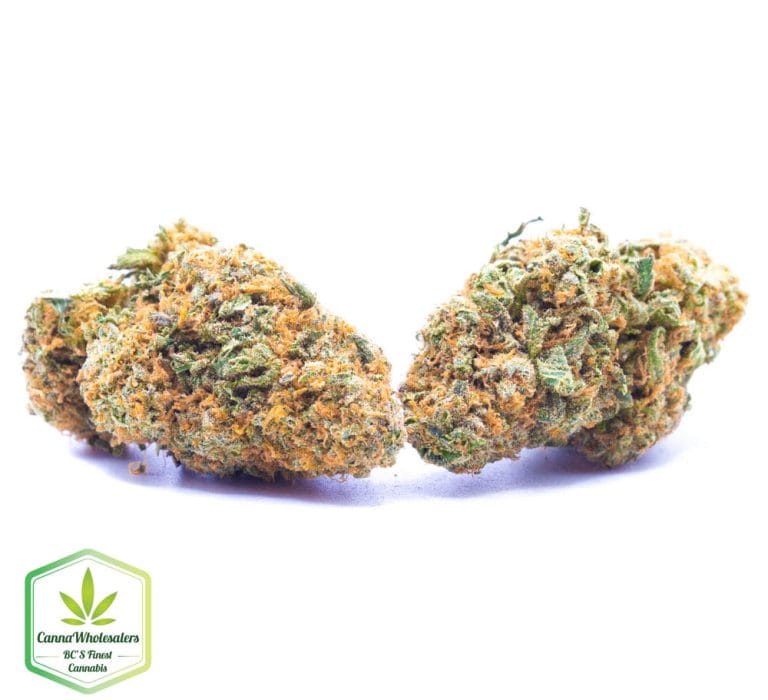 Budget Oz – Nightmare Cookies