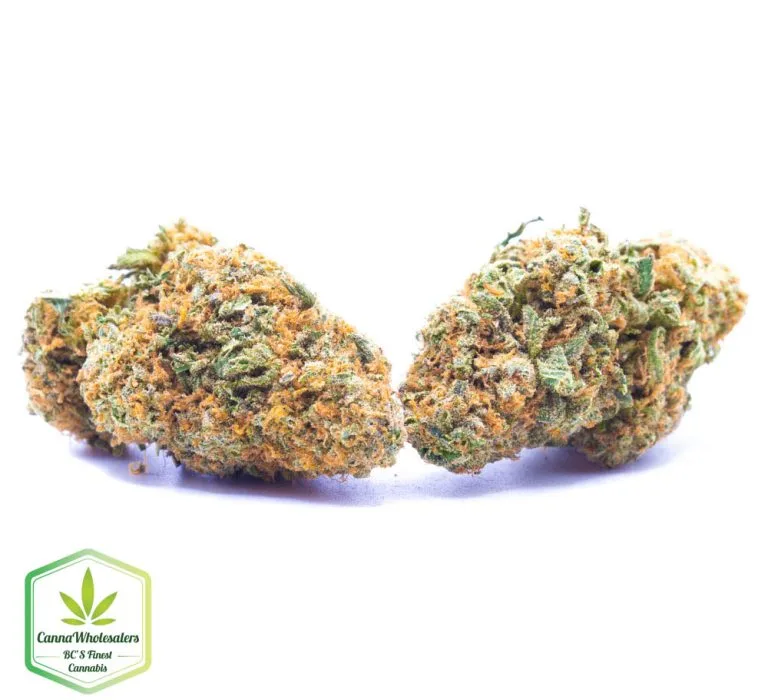 Budget Oz – Nightmare Cookies