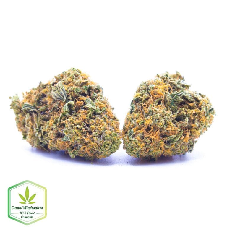 Budget Oz – Kraken