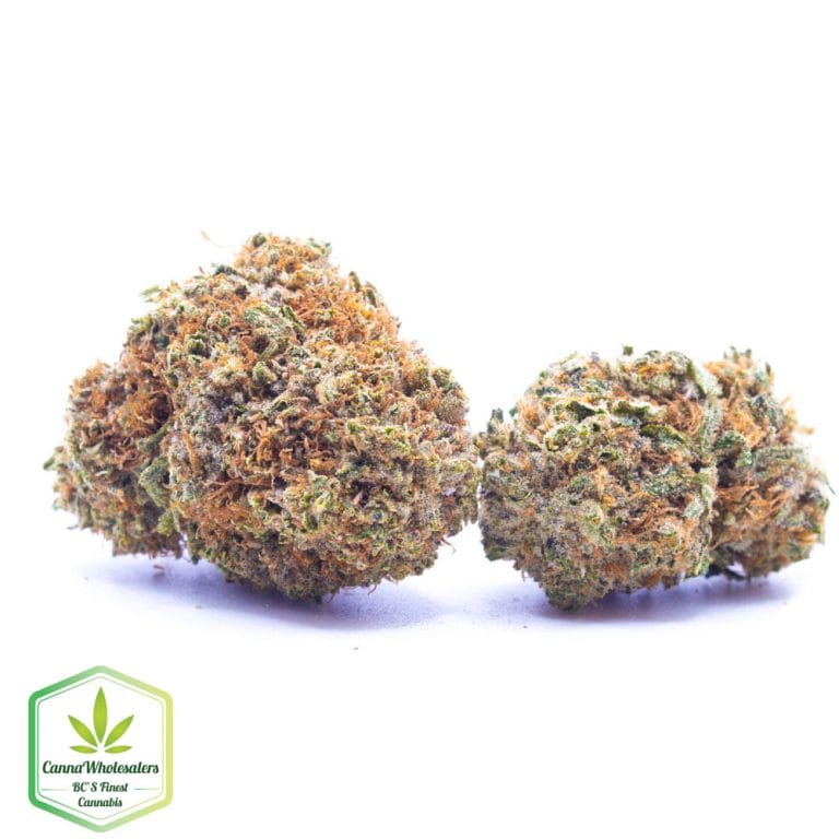 Budget Oz – Bell Ringer