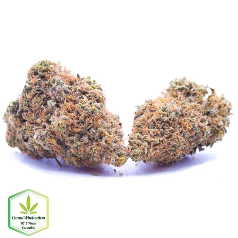 Budget Oz – Gigabud