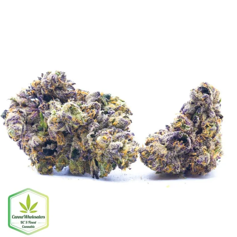 Budget Oz – Purple Moby Dick – Craft Gardens (Copy)