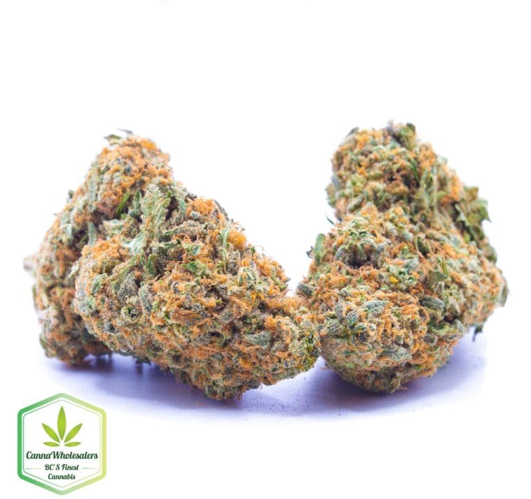 Budget Oz – Blucifer