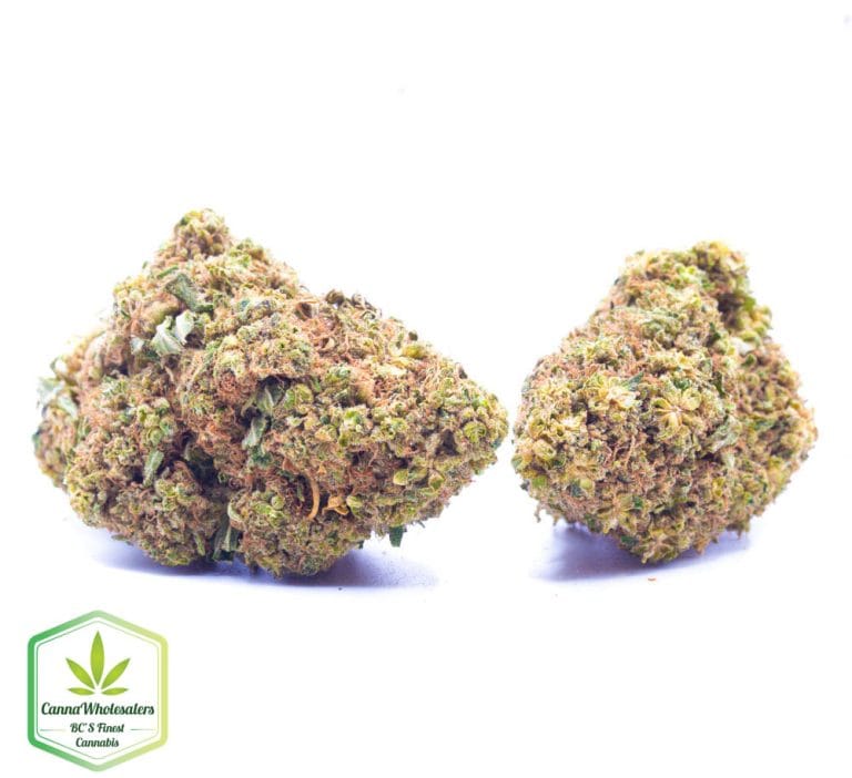 Budget Oz – Pac Man