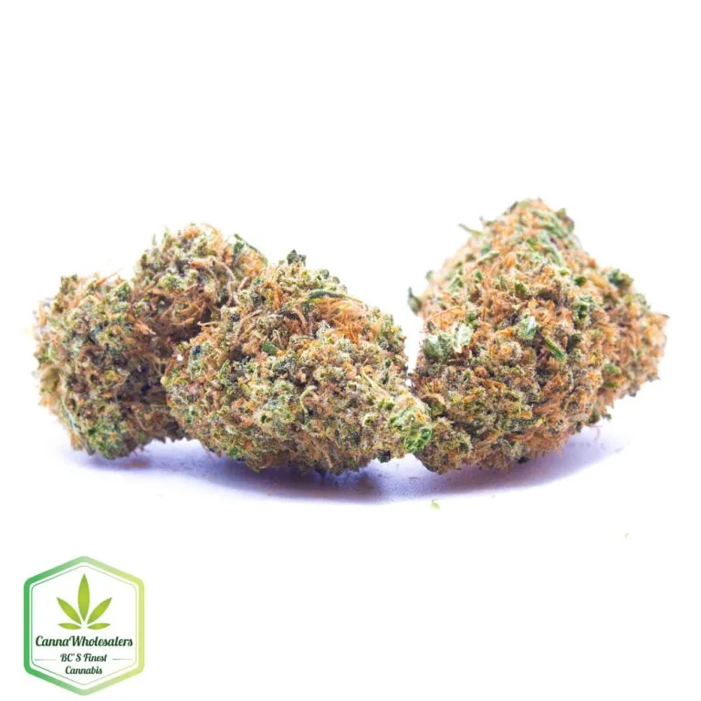 Budget Oz – Ogiesel