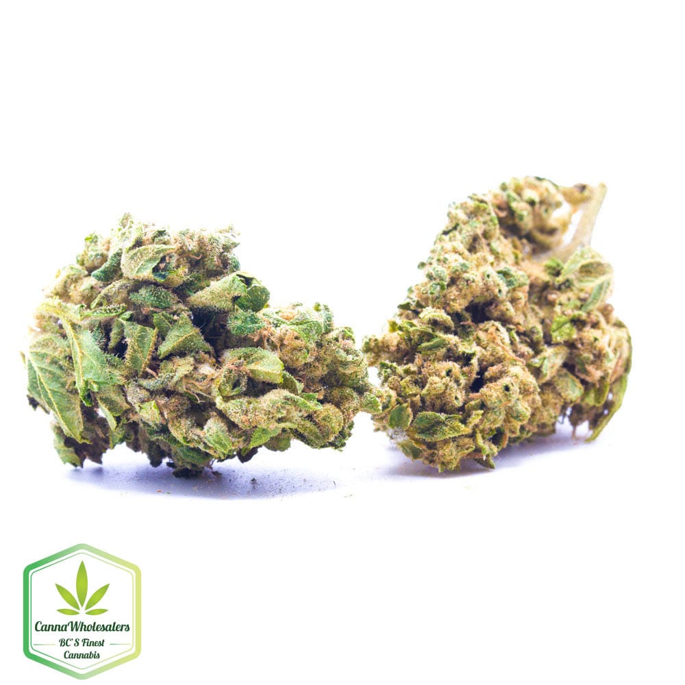 Budget Oz – Gorilla Grips