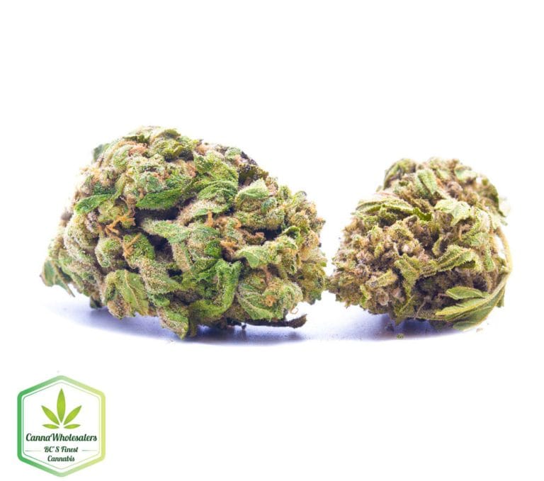 Budget Oz – Burmese Kush