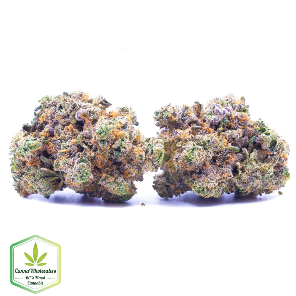 Purple Moby Dick – Craft Gardens