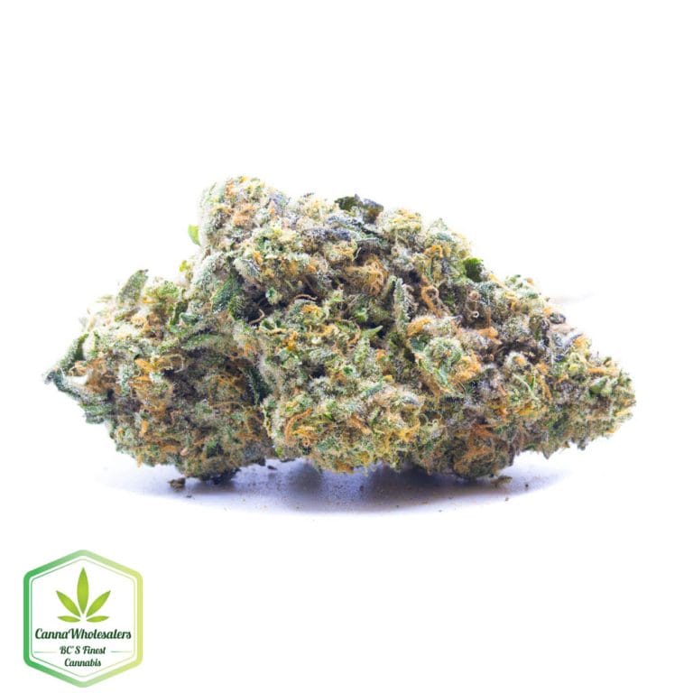 Dolce Gelato – Craft Gardens