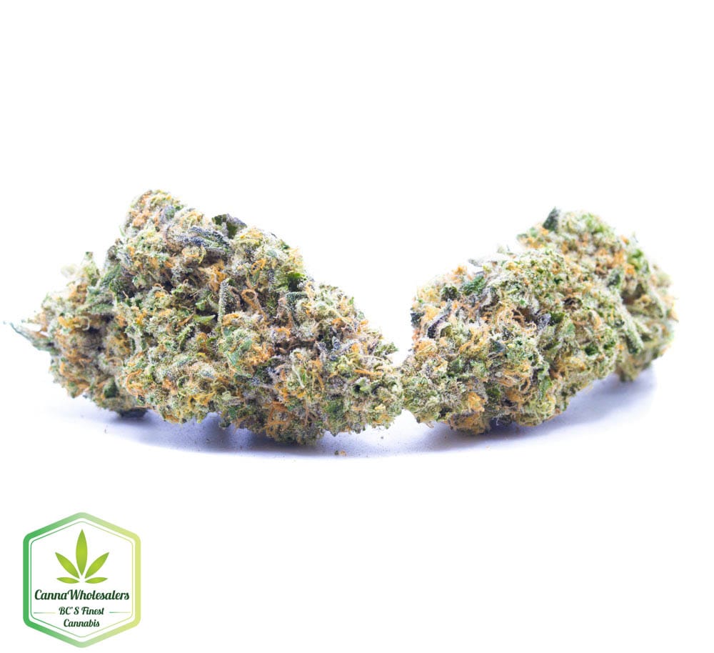 Dolce Gelato – Craft Gardens