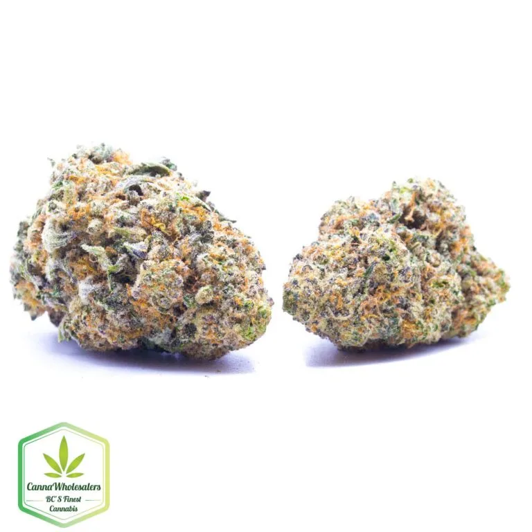 Budget Oz – Bay Dream