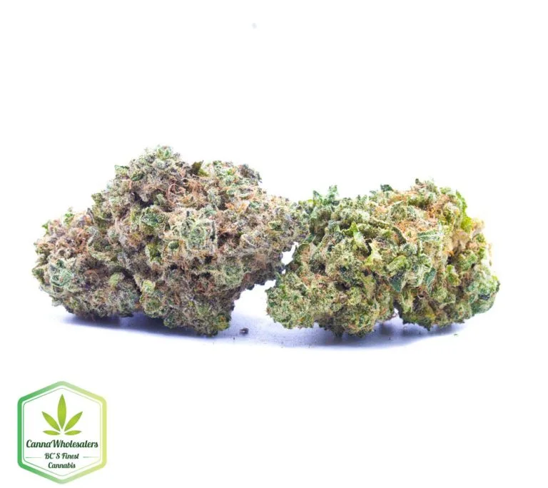 Budget Oz – Lion’s Mane