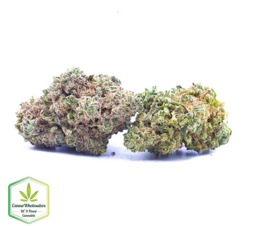 Budget Oz – Lion’s Mane