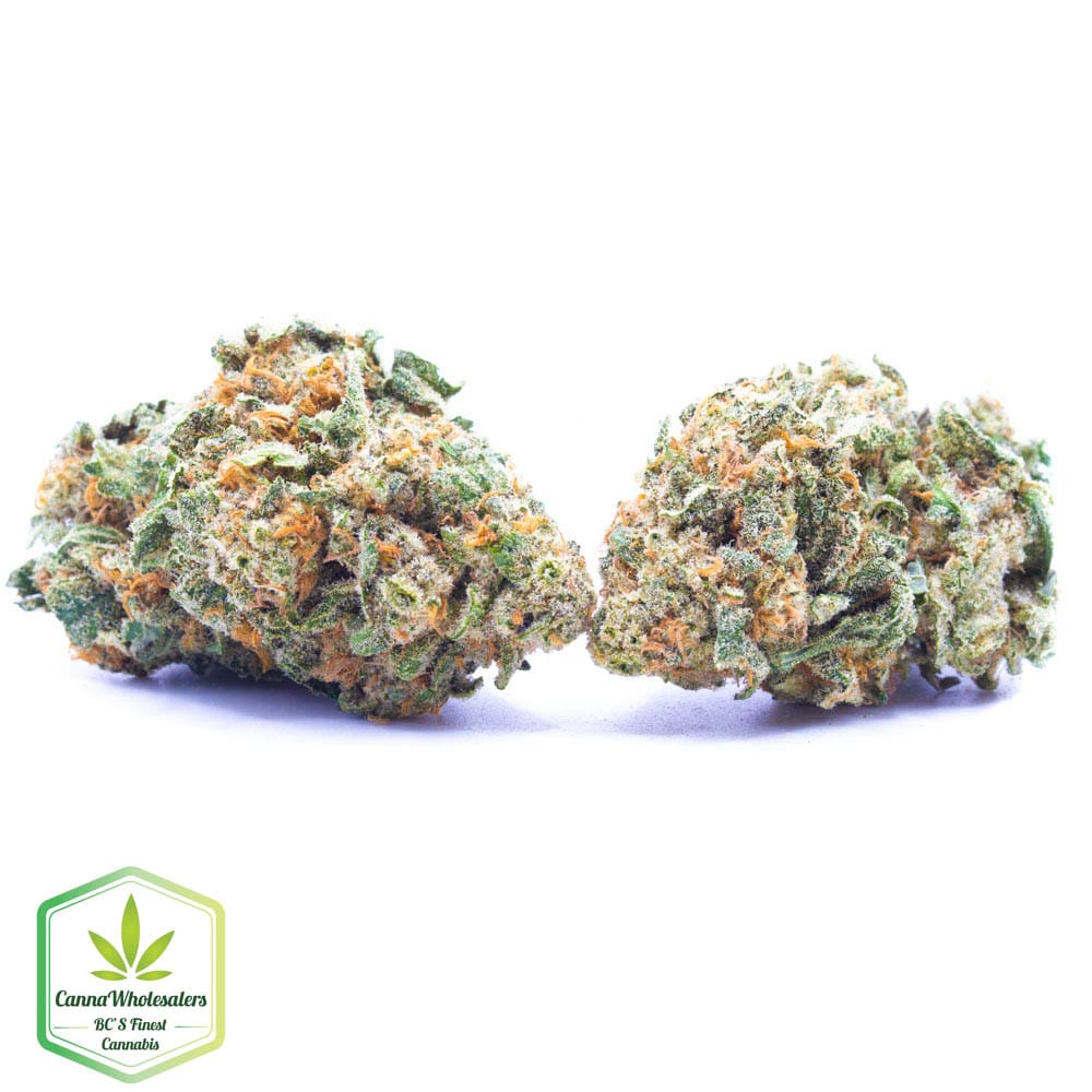 Budget Oz – Northern Lights #5