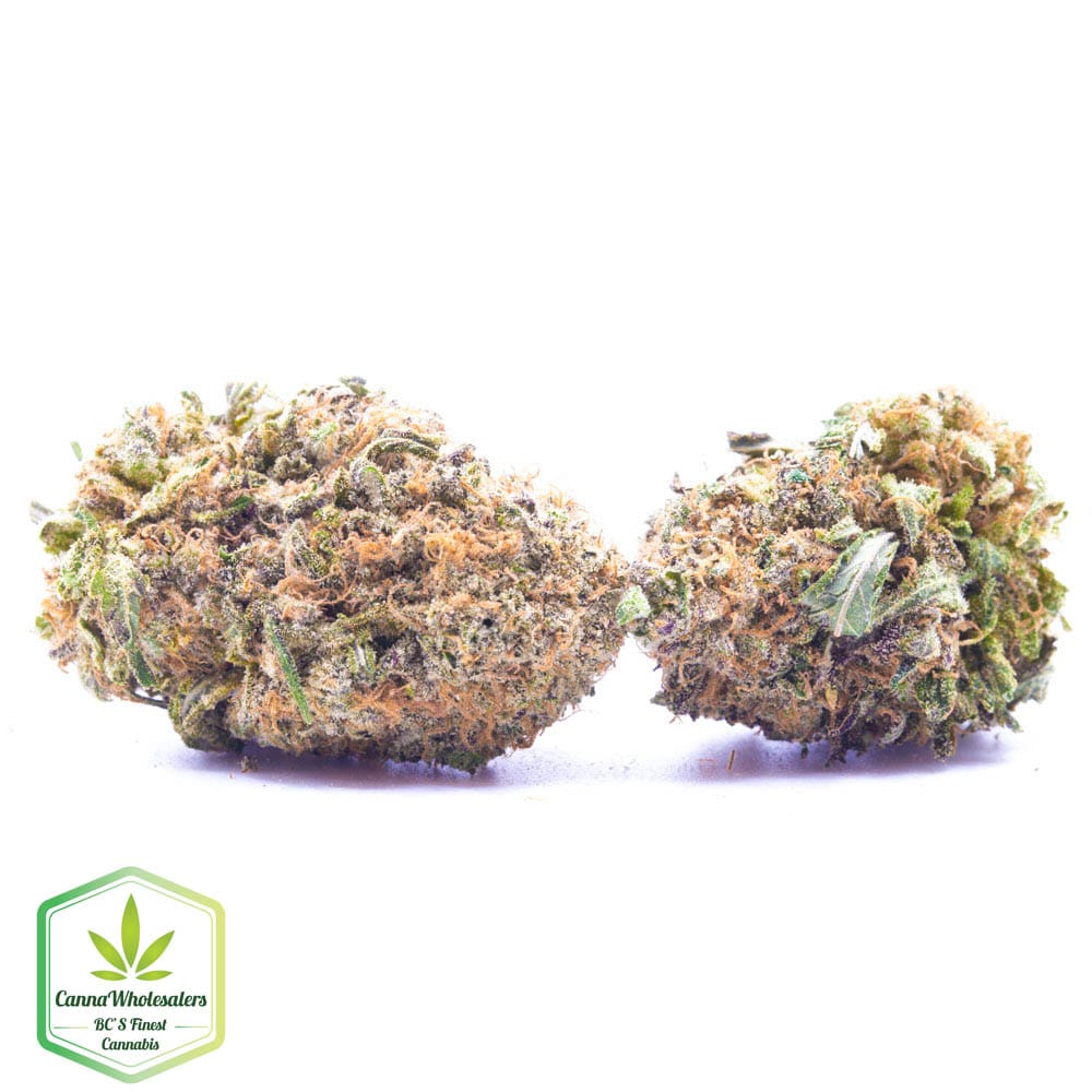 Budget Oz – Julius Caesar